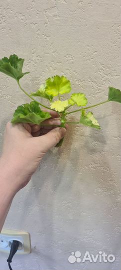 Пеларгония ред пандора