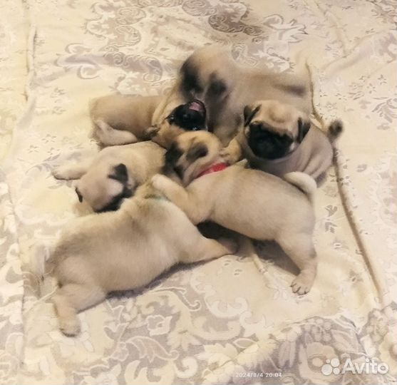 Щенки мопса