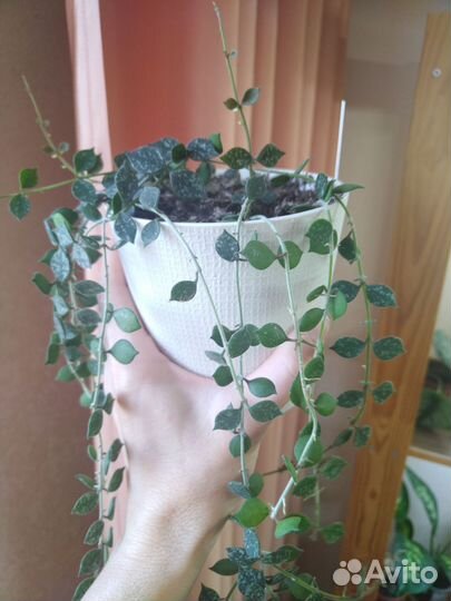 Хойя Куртиси