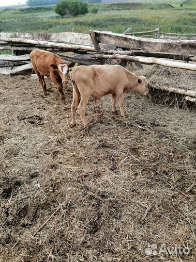 Тёлки, бычки