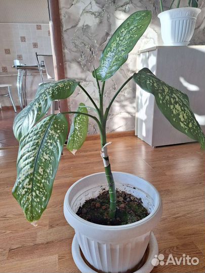 Диффенбахия