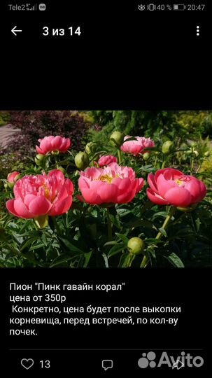 Пионы корни