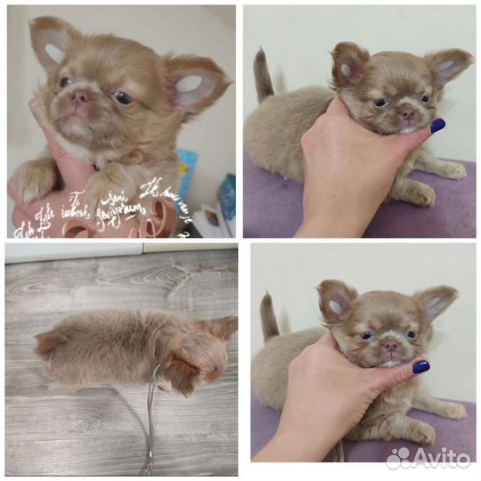 Щенки чихуахуа