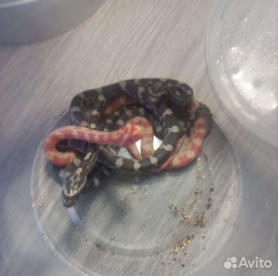 Змея маисовый полоз