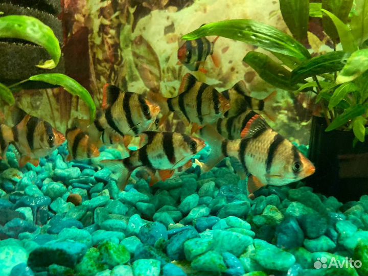 Аквариумные рыбки