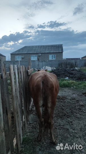 Продам корову на мясо