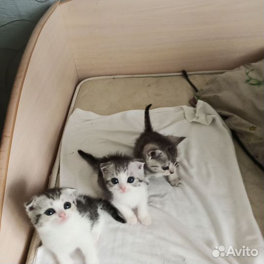 Шотландские котята
