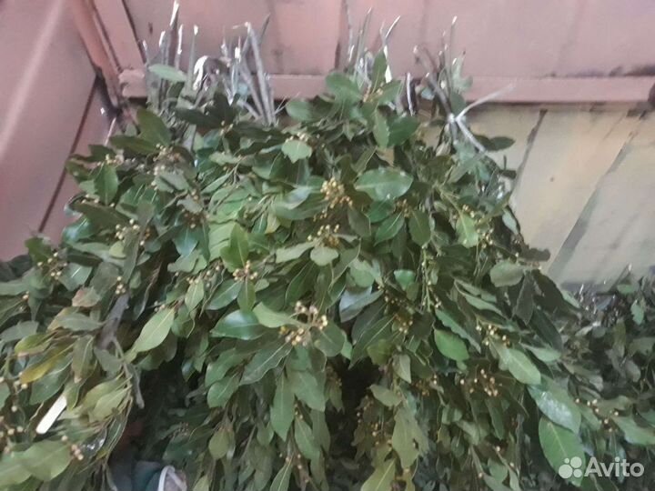 Лавровый лист(домашний)