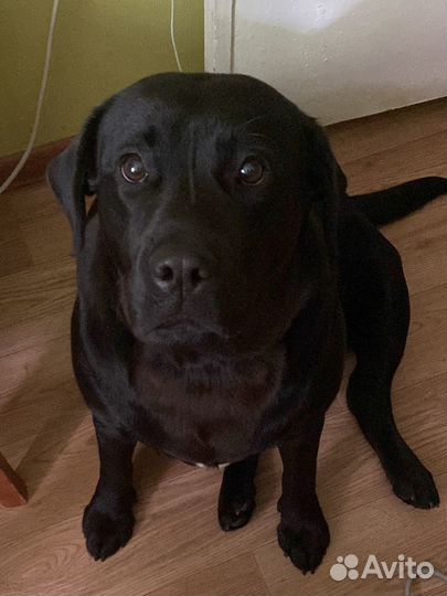 Передержка кошек и собак