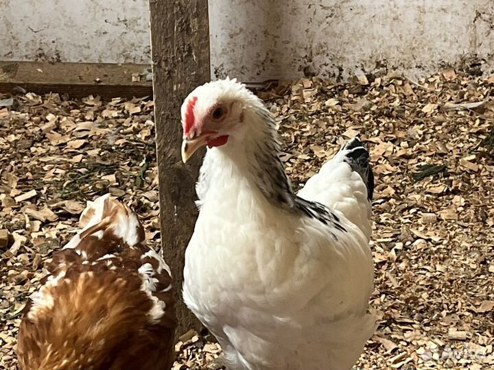 Петушки молодые, 2,5-3 месяца