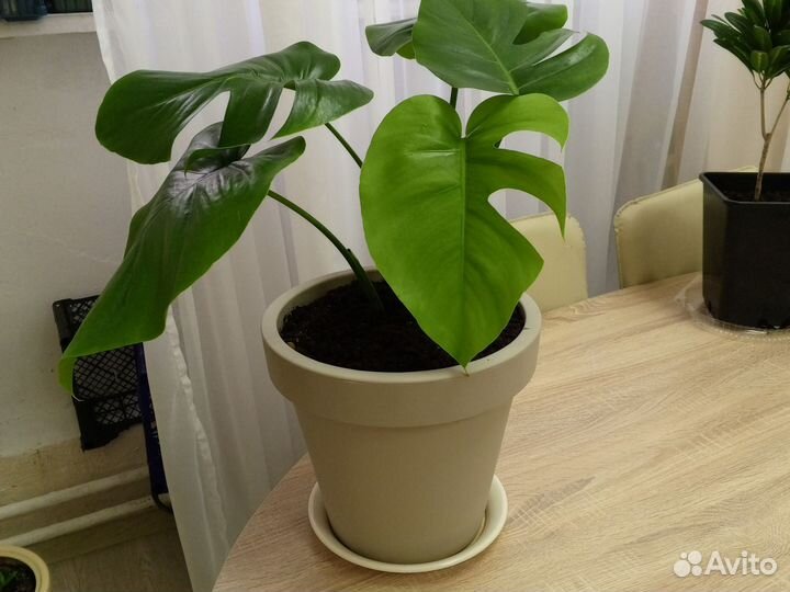 Монстера в напольном 10л горшке