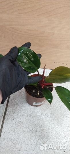 Филодендрон