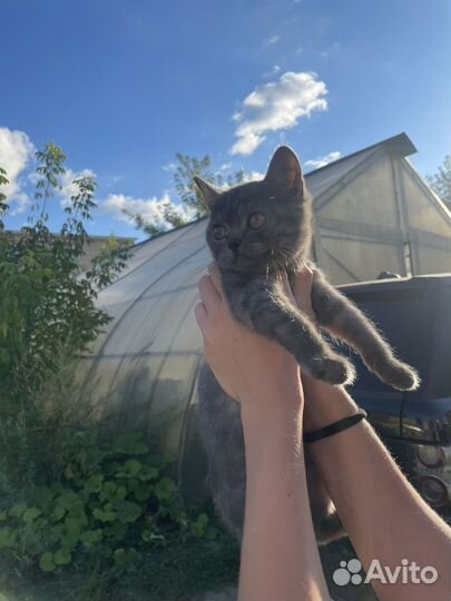 Котенок британец/ шотландец