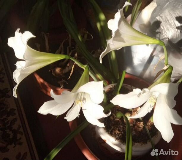 Комнатных цветы: нерине боудена и др. Цветы