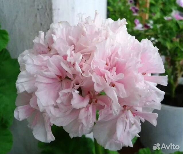 Пеларгония герань