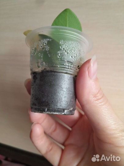 Фикус грин айсленд вар