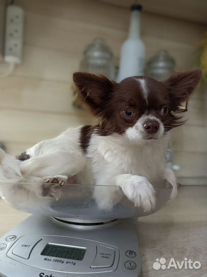 Девочка-мини