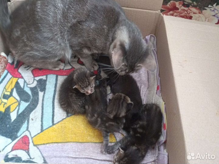 Кошка с котятами, отдадим в добрые руки