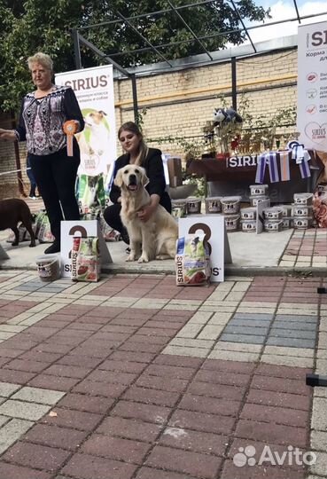 Услуги хендлера