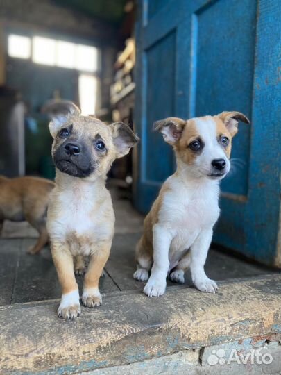 Щенок в добрые руки бесплатно
