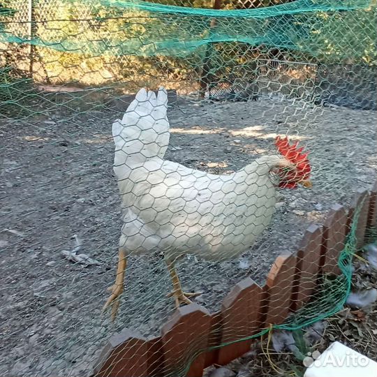 Молодые петухи на племя или убой