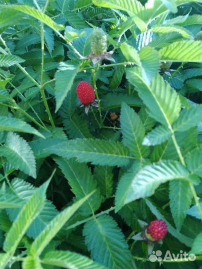 Тибетская малина саженцы