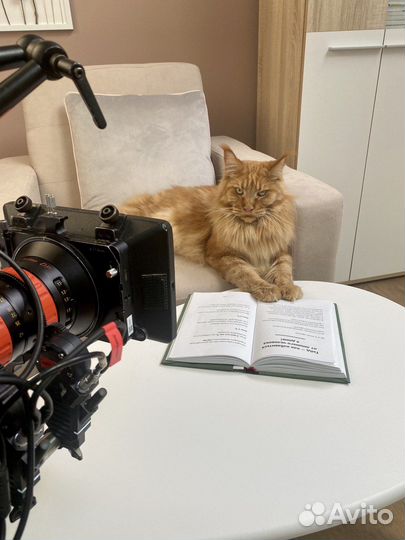 Аренда кот Мейн-кун огромный из рекламы Hoff