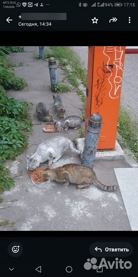 Пристройство кошек