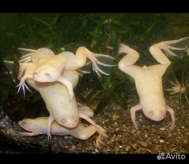 Шпорцевая лягушка