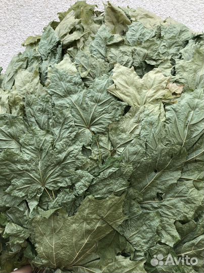 Веник кленовый для бани