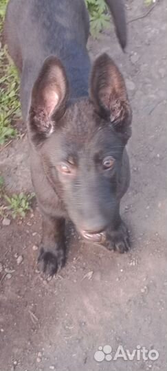 Восточная овчарка