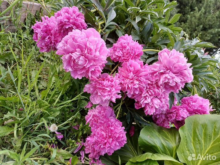 Многолетние цветы