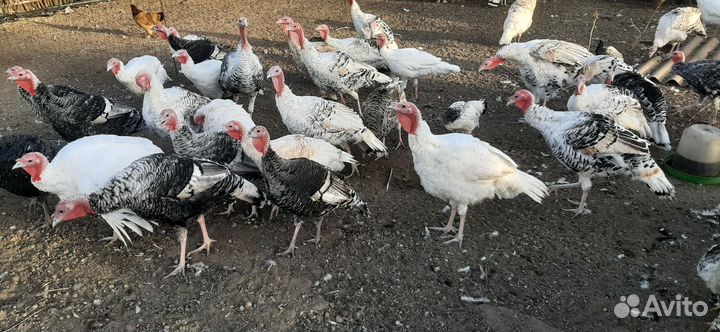 Индюки индюшки и индаути