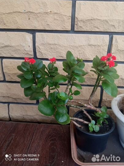 Каланхоэ цветущий