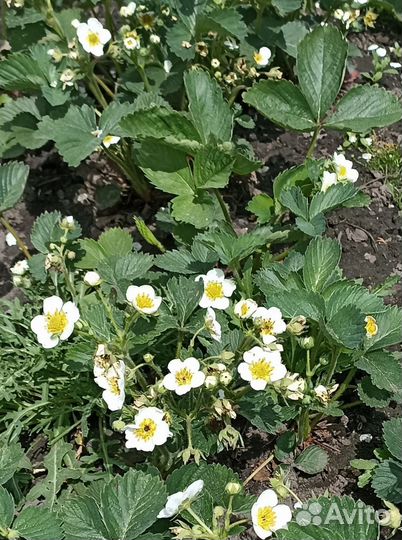 Рассада клубники