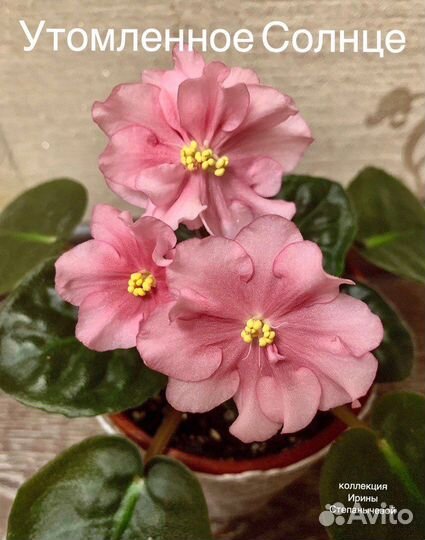 Фиалка детки