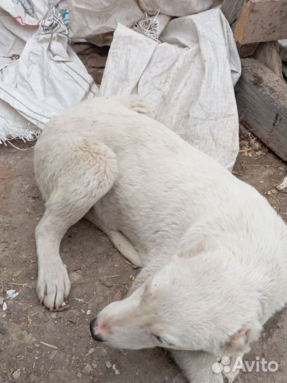 Продам алабай