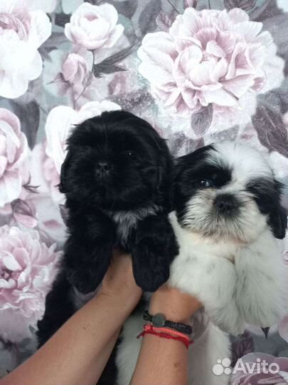 Щенки Ши-тцу