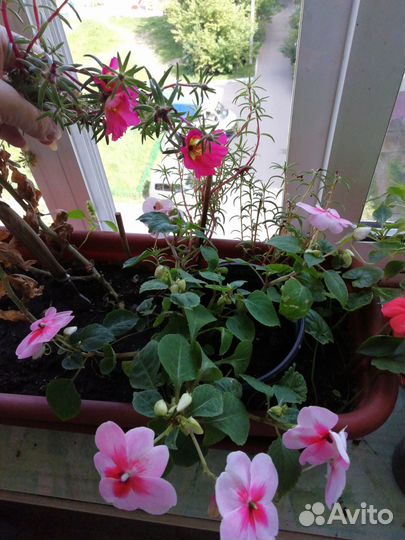 Бальзамин Ванька мокрый