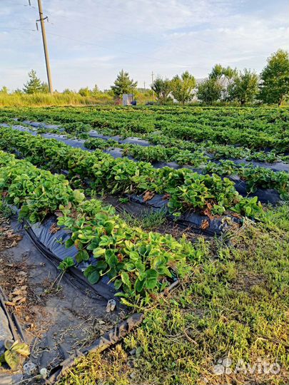 Рассада клубники