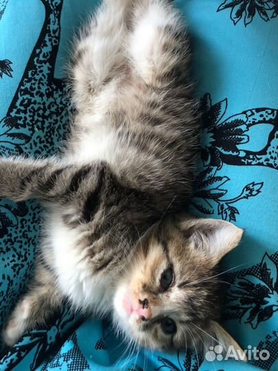 Малышке очень нужен Дом