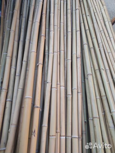 Ствол бамбука