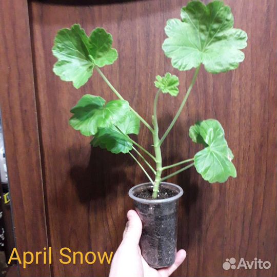 Пеларгонии сортовые