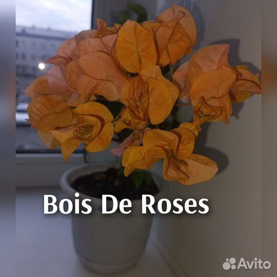 Бугенвиллия