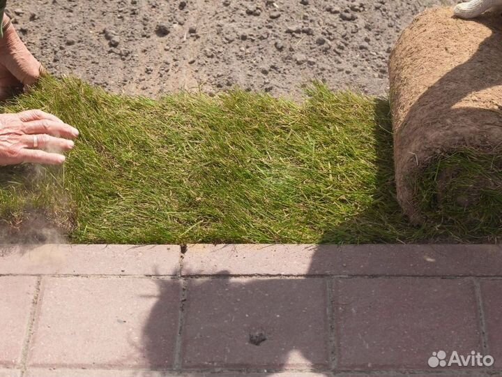 Укладка газона элитный