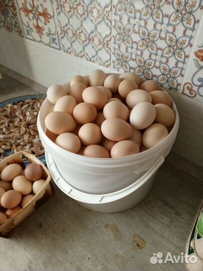 Домашние куриные яйца