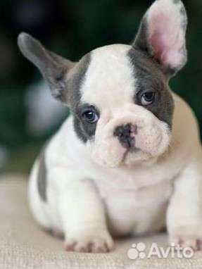 Французский бульдог щенки лиловый