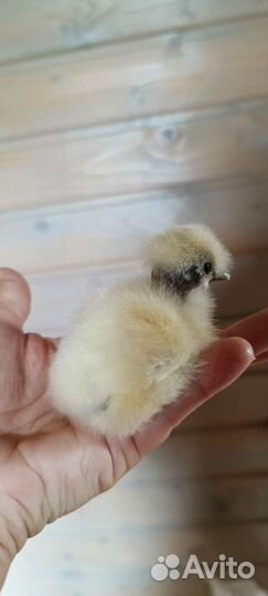 Цыплята от суточных до подрощенных, яйца