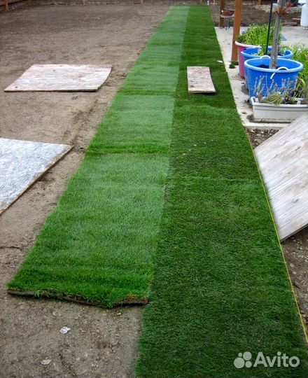 Рулонный газон с укладкой