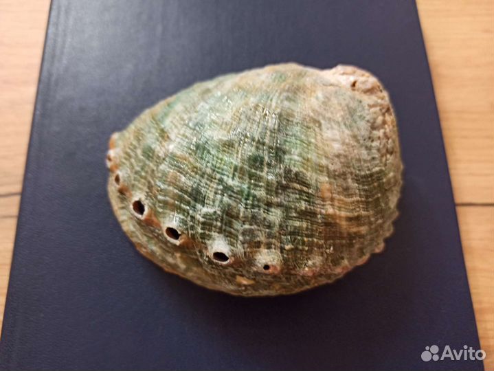 Морская раковина